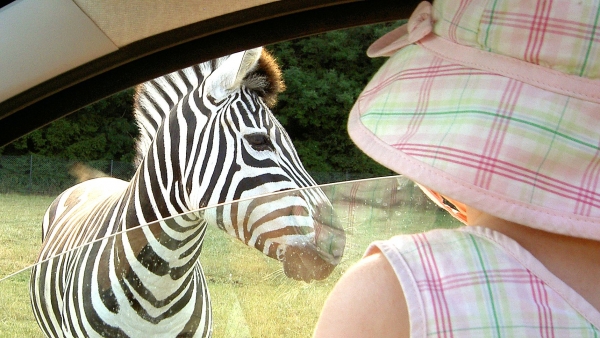 Maya kigger på Zebraer